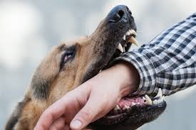 Dog Bite Attorney in New Jersey